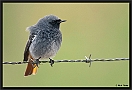 Zwarte Roodstaart, Black Redstart, Phoenicurus ochruros Location: Wierden, the Netherlands zwarte roodstaart MG 0641 kopie